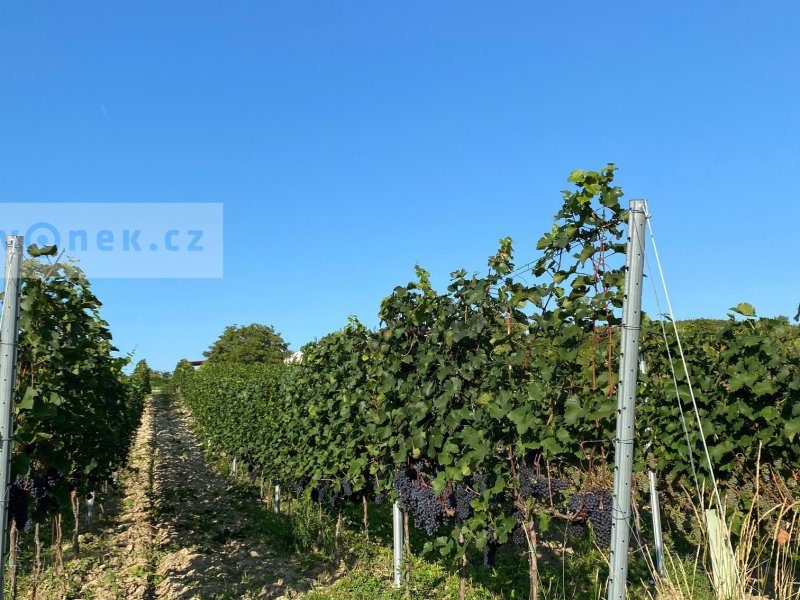 Prodej vinice Tasovice 3690 m2