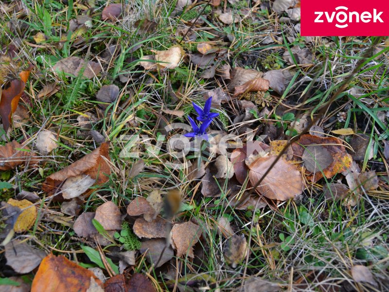 Chata Velké Karlovice