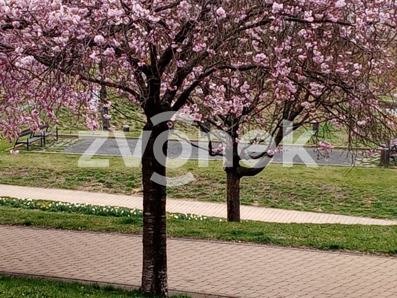 Prodej 1+kk Podlesí