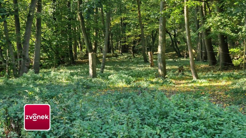 Prodej pozemku, les, rybník, mýtina 3 756 m² v obci Halenkovice